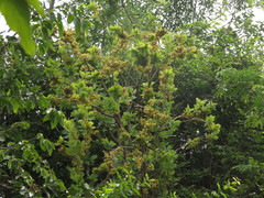 Ochna gamblei