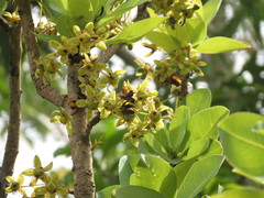 Ochna gamblei