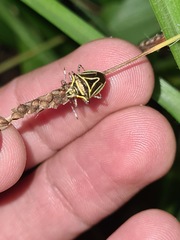 Mormidea triangularis