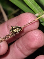 Mormidea triangularis