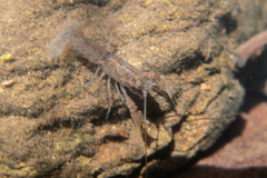 Cherax