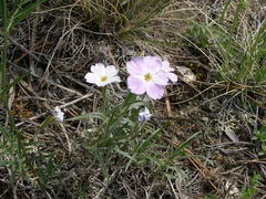 Phlox sibirica