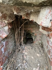 Vulpes vulpes crucigera