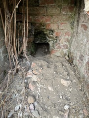 Vulpes vulpes crucigera