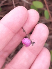 Symphoricarpos × chenaultii