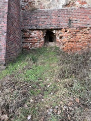 Vulpes vulpes crucigera