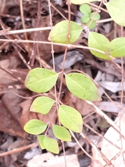 Symphoricarpos × chenaultii