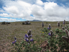 Lupinus pubescens
