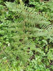 Hypolepis rufobarbata