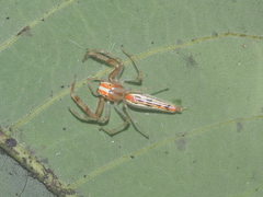 Viciria pavesii