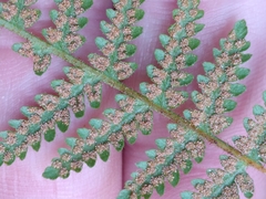 Hypolepis rufobarbata