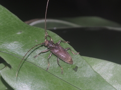 Acalolepta rusticatrix