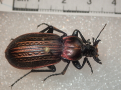 Carabus morbillosus