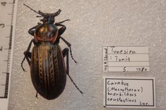 Carabus morbillosus