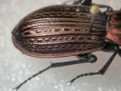 Carabus morbillosus