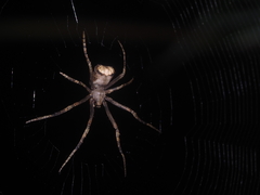 Cyphalonotus selangor