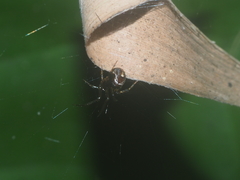 Parasteatoda cingulata