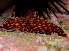 Nembrotha yonowae