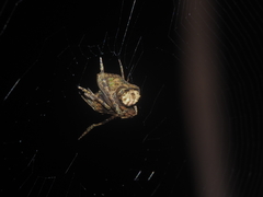 Cyphalonotus selangor