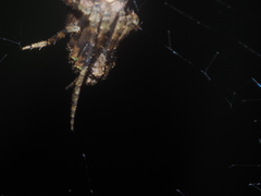 Cyphalonotus selangor