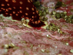 Nembrotha yonowae