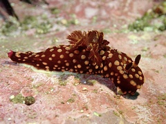 Nembrotha yonowae
