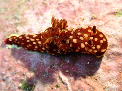 Nembrotha yonowae