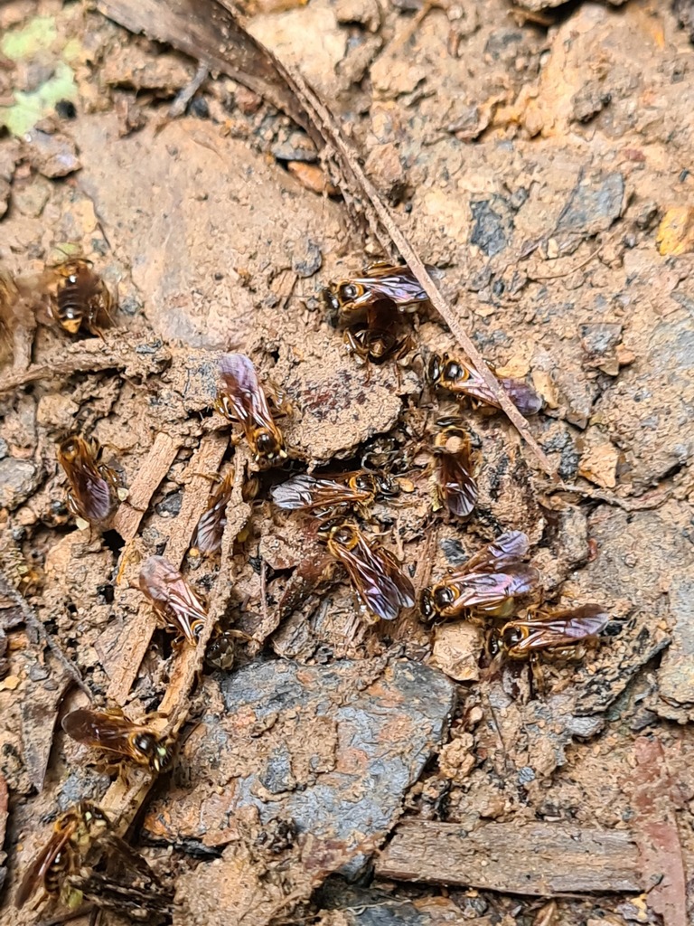 Geotrigona fulvohirta
