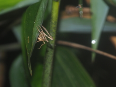 Cyphalonotus selangor