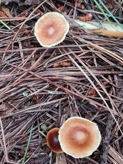 Rhodocollybia incarnata