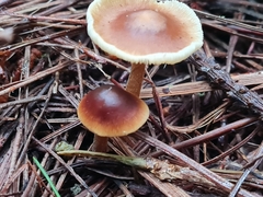 Rhodocollybia incarnata