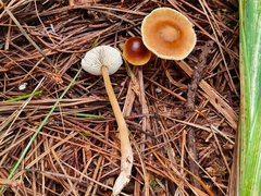 Rhodocollybia incarnata