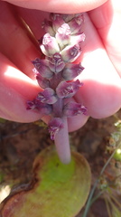 Lachenalia elegans