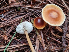 Rhodocollybia incarnata
