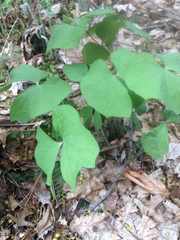 Jeffersonia diphylla