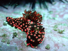 Nembrotha yonowae