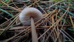 Rhodocollybia incarnata