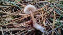 Rhodocollybia incarnata