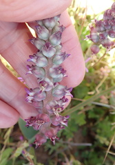 Lachenalia elegans