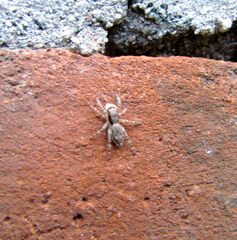 Menemerus bivittatus