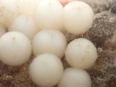 Sepioloidea pacifica