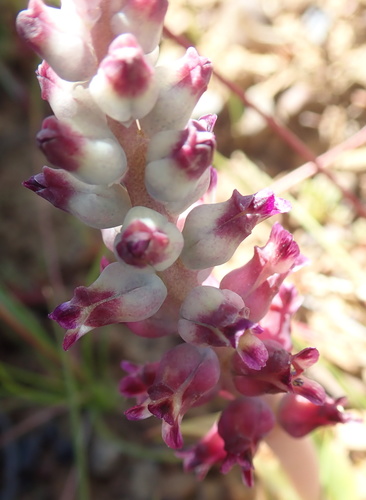 Image of Lachenalia elegans by no rights reserved
