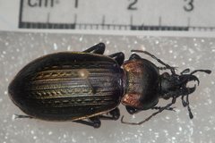 Carabus morbillosus alternans