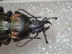 Carabus morbillosus alternans