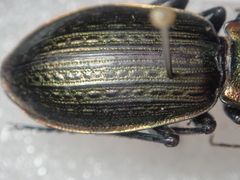 Carabus morbillosus alternans