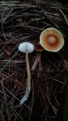 Rhodocollybia incarnata