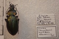 Carabus morbillosus alternans
