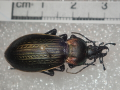 Carabus morbillosus alternans