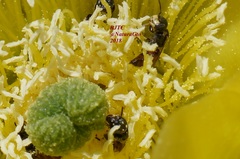 Macrotera