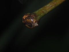 Eriovixia pseudocentrodes